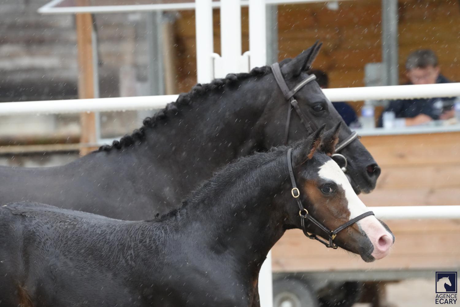 Pim's star de la butte et bimbo de la butte fils de go star de la butte
