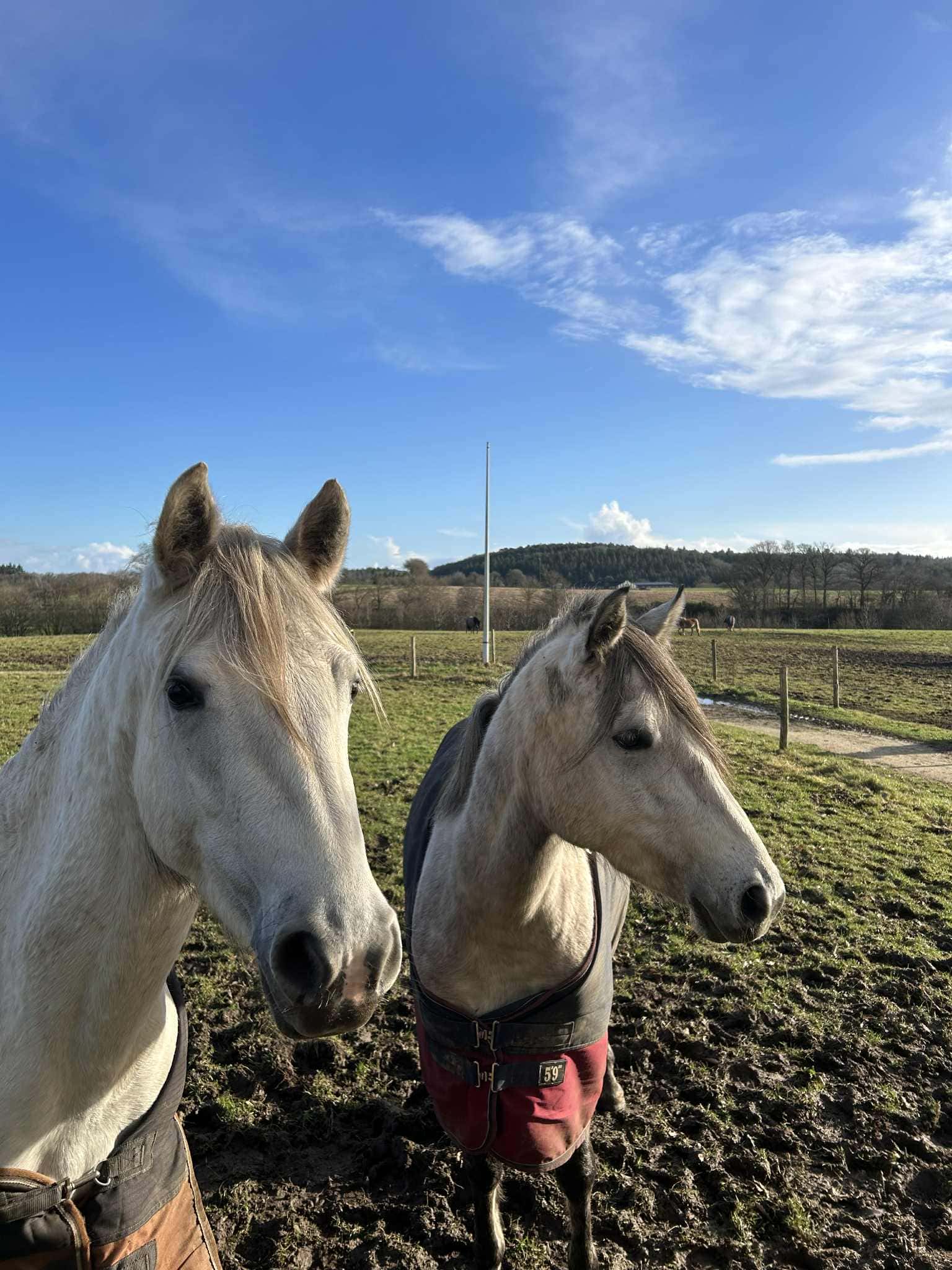 Pension pour chevaux Morbihan – Infrastructures et accueil propriétaires