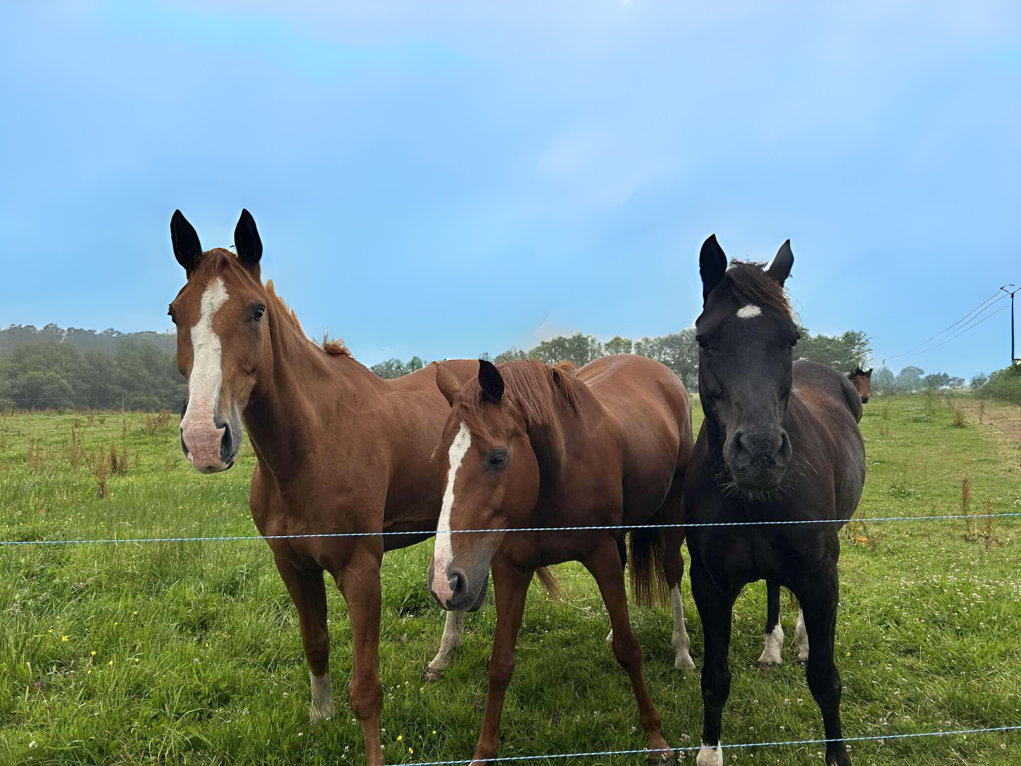 Pension chevaux Morbihan