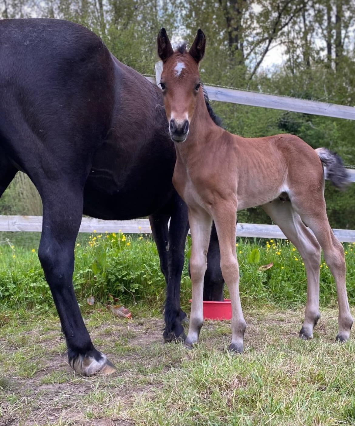Élevage chevaux Morbihan