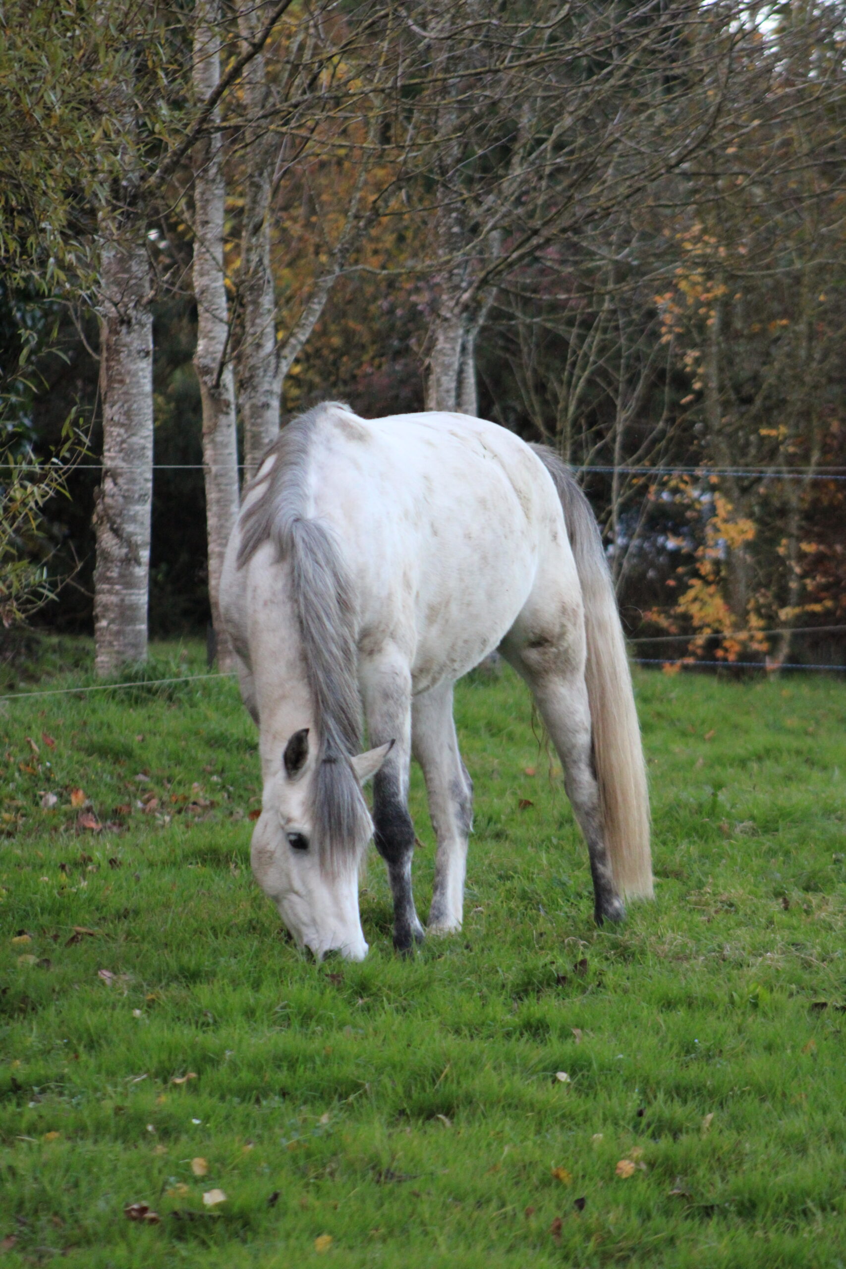 Pensions equines dans le morbihan à 20 minutes de lorient